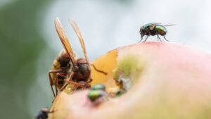 Cómo Eliminar Moscas en la Casa Eficazmente