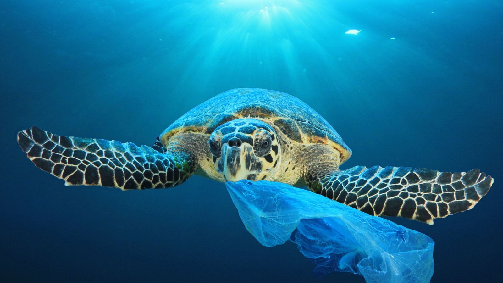 Basura marina impacto y soluciones para nuestro océano