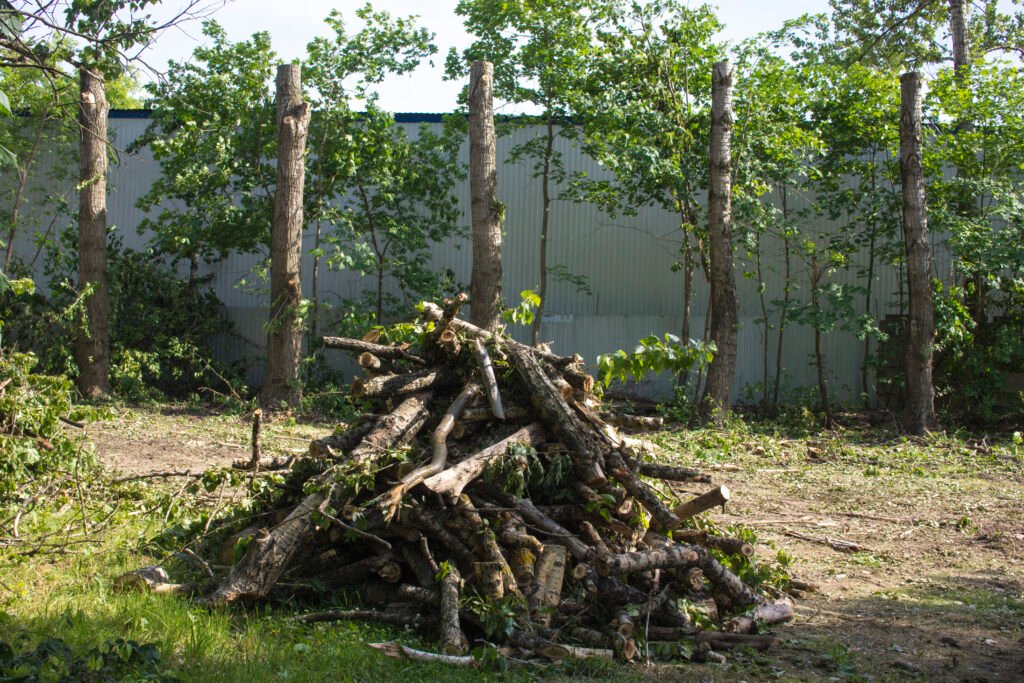 Cómo se Reciclan los Residuos de Árboles Métodos y Beneficios