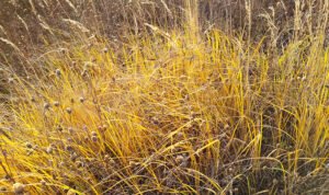 Pasto Amarillo Causas 6 Factores y Soluciones Efectivas
